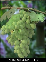 Click image for larger version. 

Name:	Grapes-II.jpg 
Views:	134 
Size:	42.9 KB 
ID:	113546