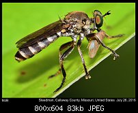 Click image for larger version. 

Name:	robberfly5.jpg 
Views:	133 
Size:	83.4 KB 
ID:	113704