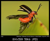 Click image for larger version. 

Name:	beetle15.jpg 
Views:	148 
Size:	58.3 KB 
ID:	113861