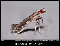 Click image for larger version. 

Name:	moth484_picc.jpg 
Views:	94 
Size:	50.5 KB 
ID:	113953