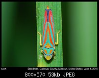 Click image for larger version. 

Name:	planthopper2.jpg 
Views:	94 
Size:	53.1 KB 
ID:	113973