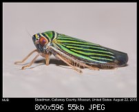 Click image for larger version. 

Name:	leafhopper11.jpg 
Views:	103 
Size:	54.6 KB 
ID:	113995