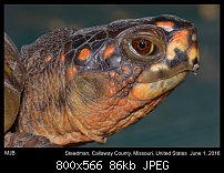 Click image for larger version. 

Name:	turtle1.jpg 
Views:	260 
Size:	86.3 KB 
ID:	113997