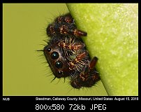 Click image for larger version. 

Name:	spider69_picc.jpg 
Views:	81 
Size:	71.9 KB 
ID:	114011