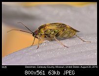 Click image for larger version. 

Name:	bug43.jpg 
Views:	127 
Size:	62.7 KB 
ID:	114085