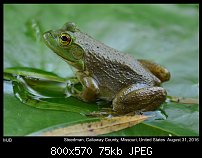Click image for larger version. 

Name:	frog8.jpg 
Views:	199 
Size:	75.4 KB 
ID:	114121