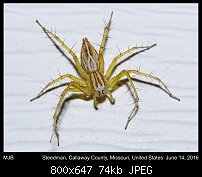 Click image for larger version. 

Name:	spider47.jpg 
Views:	182 
Size:	73.8 KB 
ID:	114205