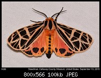 Click image for larger version. 

Name:	moth577.jpg 
Views:	114 
Size:	100.3 KB 
ID:	114226