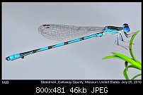 Click image for larger version. 

Name:	damselfly6.jpg 
Views:	129 
Size:	46.4 KB 
ID:	114365