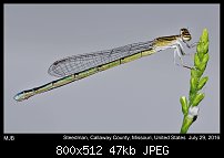 Click image for larger version. 

Name:	damselfly2.jpg 
Views:	122 
Size:	46.9 KB 
ID:	114366