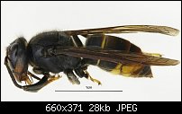 Click image for larger version. 

Name:	Asian Hornet.jpg 
Views:	146 
Size:	28.3 KB 
ID:	114400