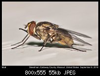 Click image for larger version. 

Name:	fly120.jpg 
Views:	118 
Size:	54.5 KB 
ID:	114996