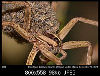 Click image for larger version. 

Name:	spider106.jpg 
Views:	114 
Size:	98.4 KB 
ID:	115001