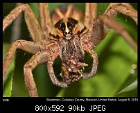 Click image for larger version. 

Name:	spider63.jpg 
Views:	113 
Size:	90.2 KB 
ID:	115002