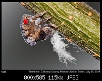 Click image for larger version. 

Name:	leafhopper4.jpg 
Views:	109 
Size:	114.7 KB 
ID:	115028