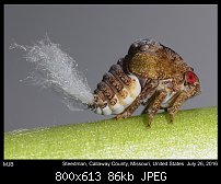 Click image for larger version. 

Name:	leafhopper6.jpg 
Views:	134 
Size:	85.6 KB 
ID:	115029