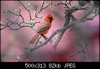 Click image for larger version. 

Name:	Northern Cardinal.jpg 
Views:	228 
Size:	81.9 KB 
ID:	115753