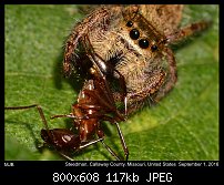 Click image for larger version. 

Name:	spider89.jpg 
Views:	210 
Size:	116.6 KB 
ID:	116102