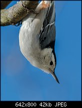 Click image for larger version. 

Name:	Nuthatch.jpg 
Views:	168 
Size:	42.2 KB 
ID:	116236
