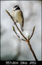 Click image for larger version. 

Name:	chickadee in snow 2.jpg 
Views:	143 
Size:	38.9 KB 
ID:	116457