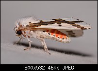 Click image for larger version. 

Name:	moth629.jpg 
Views:	193 
Size:	45.8 KB 
ID:	117218