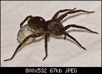 Click image for larger version. 

Name:	spider113.jpg 
Views:	210 
Size:	67.4 KB 
ID:	117219