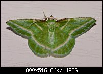 Click image for larger version. 

Name:	moth632.jpg 
Views:	190 
Size:	65.8 KB 
ID:	117220