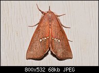 Click image for larger version. 

Name:	moth625.jpg 
Views:	177 
Size:	67.9 KB 
ID:	117221