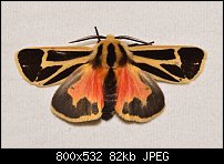 Click image for larger version. 

Name:	moth611.jpg 
Views:	214 
Size:	81.6 KB 
ID:	117222