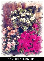 Click image for larger version. 

Name:	flowers.jpg 
Views:	142 
Size:	131.9 KB 
ID:	117701