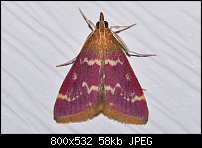 Click image for larger version. 

Name:	moth836.jpg 
Views:	173 
Size:	58.2 KB 
ID:	117741