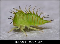 Click image for larger version. 

Name:	treehoppernymph1.jpg 
Views:	193 
Size:	56.9 KB 
ID:	117742