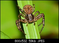 Click image for larger version. 

Name:	spider123.jpg 
Views:	193 
Size:	58.9 KB 
ID:	117743