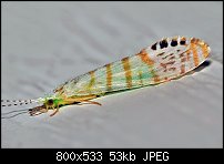 Click image for larger version. 

Name:	caddisfly1.jpg 
Views:	183 
Size:	52.8 KB 
ID:	117744