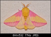 Click image for larger version. 

Name:	moth716.jpg 
Views:	190 
Size:	77.3 KB 
ID:	117747
