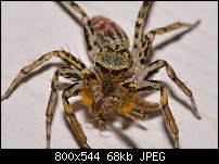 Click image for larger version. 

Name:	spider117.jpg 
Views:	211 
Size:	68.1 KB 
ID:	117748