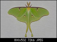 Click image for larger version. 

Name:	moth781.jpg 
Views:	201 
Size:	72.0 KB 
ID:	117750