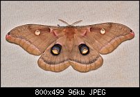 Click image for larger version. 

Name:	moth704b.jpg 
Views:	202 
Size:	95.8 KB 
ID:	117752