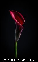 Click image for larger version. 

Name:	calla lily 3.jpg 
Views:	457 
Size:	19.0 KB 
ID:	117951