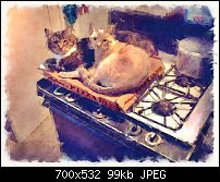 Click image for larger version. 

Name:	pizza-cats.jpg 
Views:	131 
Size:	99.4 KB 
ID:	117983
