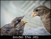 Click image for larger version. 

Name:	house sparrow feeding 4.jpg 
Views:	218 
Size:	56.7 KB 
ID:	118037