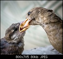 Click image for larger version. 

Name:	house sparrow feeding 2.jpg 
Views:	190 
Size:	80.5 KB 
ID:	118040