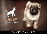 Click image for larger version. 

Name:	Pups Mockup.jpg 
Views:	67 
Size:	53.2 KB 
ID:	118053