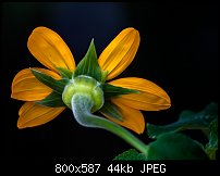 Click image for larger version. 

Name:	mexican sunflower 2.jpg 
Views:	240 
Size:	43.7 KB 
ID:	118417