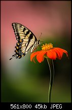 Click image for larger version. 

Name:	butterfly3.jpg 
Views:	222 
Size:	44.8 KB 
ID:	118569