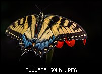 Click image for larger version. 

Name:	butterfly1.jpg 
Views:	232 
Size:	60.2 KB 
ID:	118570