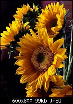 Click image for larger version. 

Name:	Sunflowers.jpg 
Views:	331 
Size:	98.5 KB 
ID:	120648