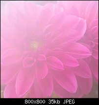 Click image for larger version. 

Name:	dahlia 4 june 19-1157.jpg 
Views:	283 
Size:	34.8 KB 
ID:	121413