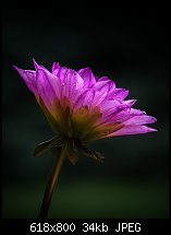 Click image for larger version. 

Name:	dahlia 1 june 19-1178.jpg 
Views:	308 
Size:	34.1 KB 
ID:	121414