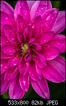 Click image for larger version. 

Name:	Dahlia 3 may 29.jpg 
Views:	375 
Size:	82.2 KB 
ID:	121415